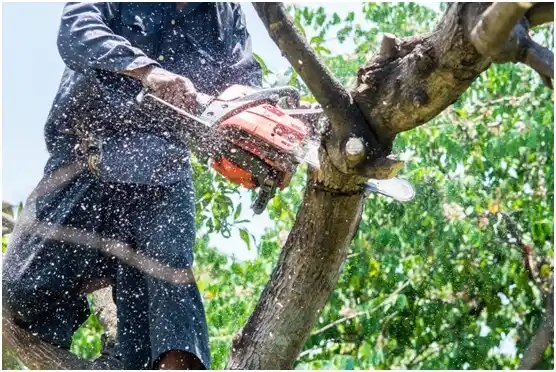 tree services Nanticoke